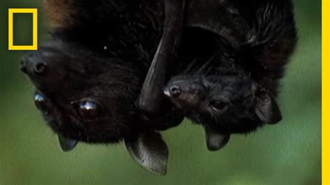 Meet the World's Biggest Bat .